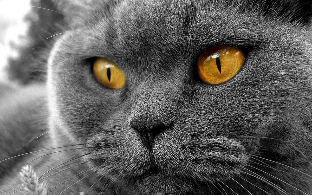 Шотландская вислоухая кошка серая с желтыми глазами