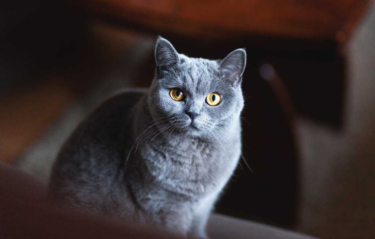 Кот британец дымчатый гладкошерстный
