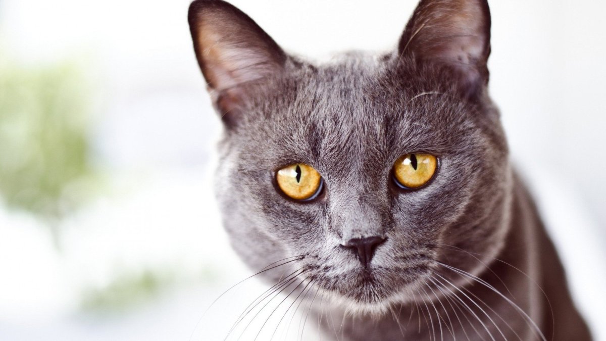 Красивые коты
