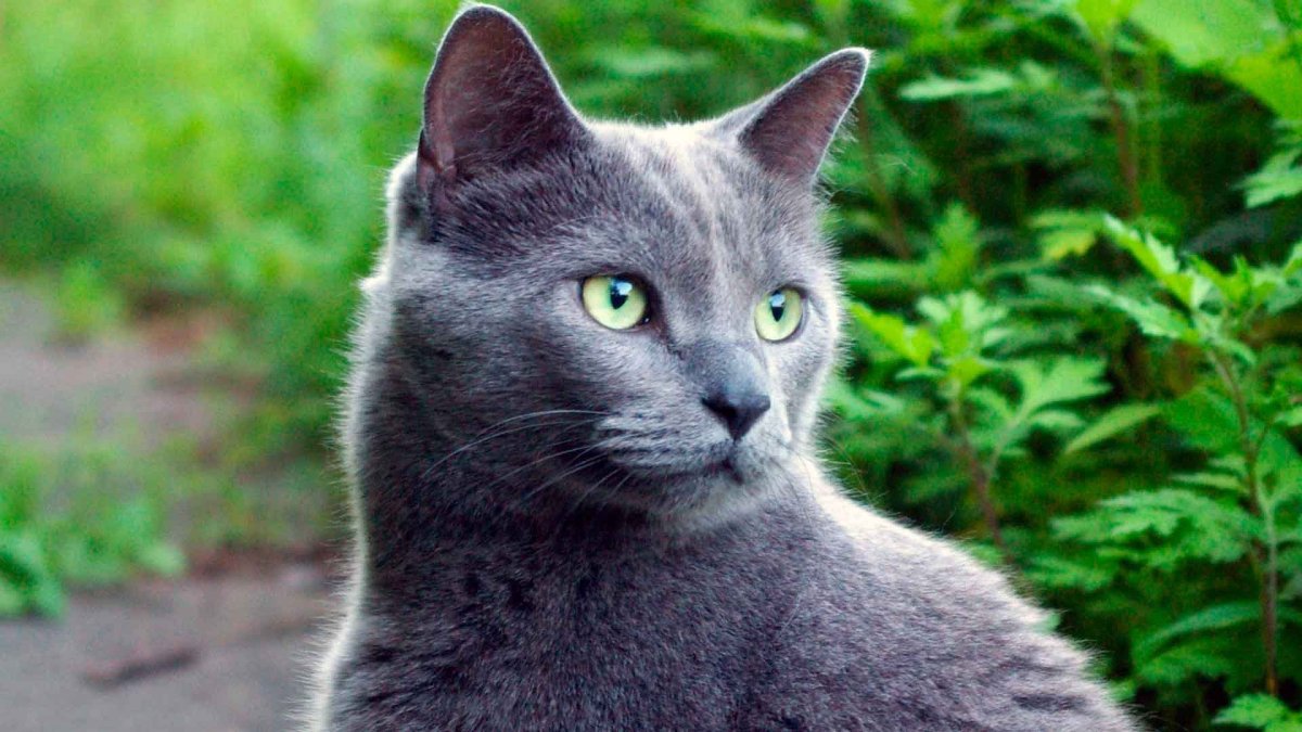 Сибирский голубая кошка короткошерстная