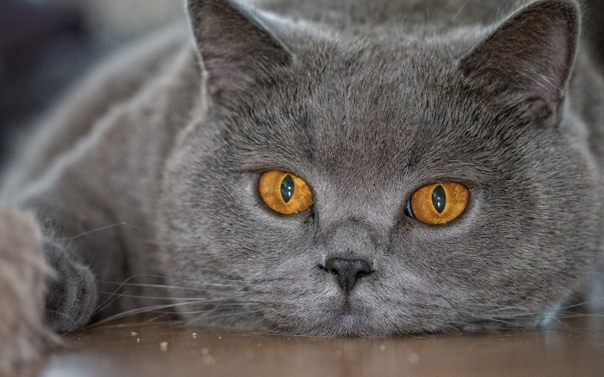 Британская кошка короткошерстная серая
