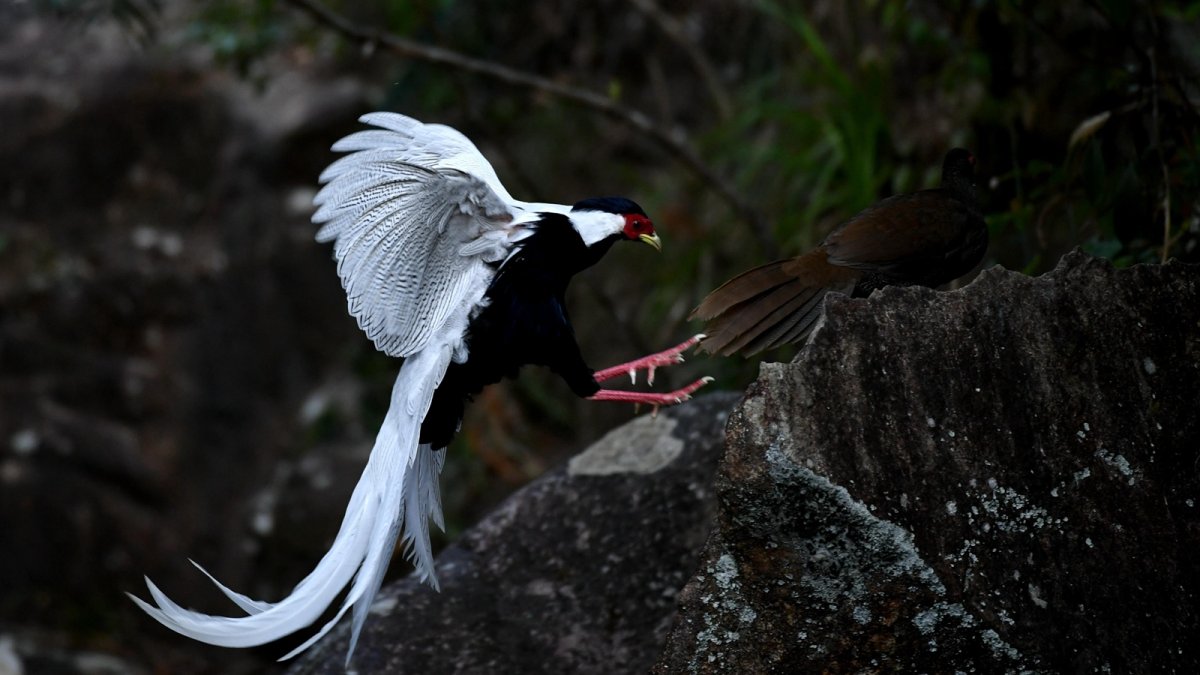Forest of Training Pheasant