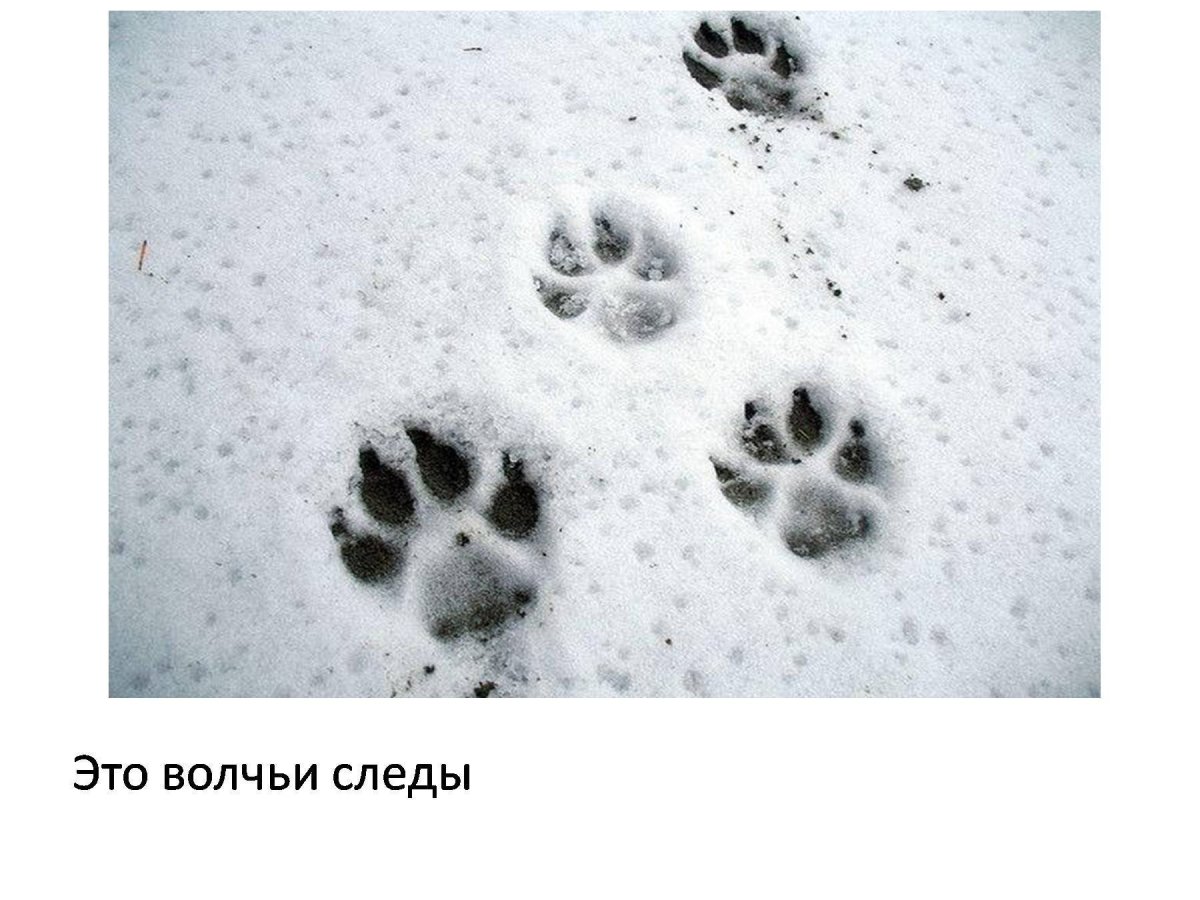 Следы волка и лисы на снегу