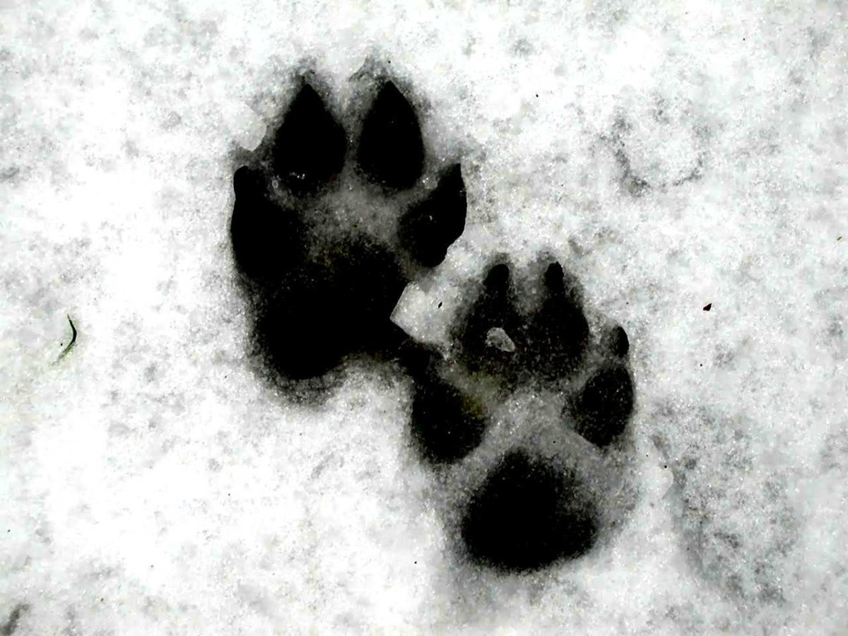 Следы волка и лисы на снегу