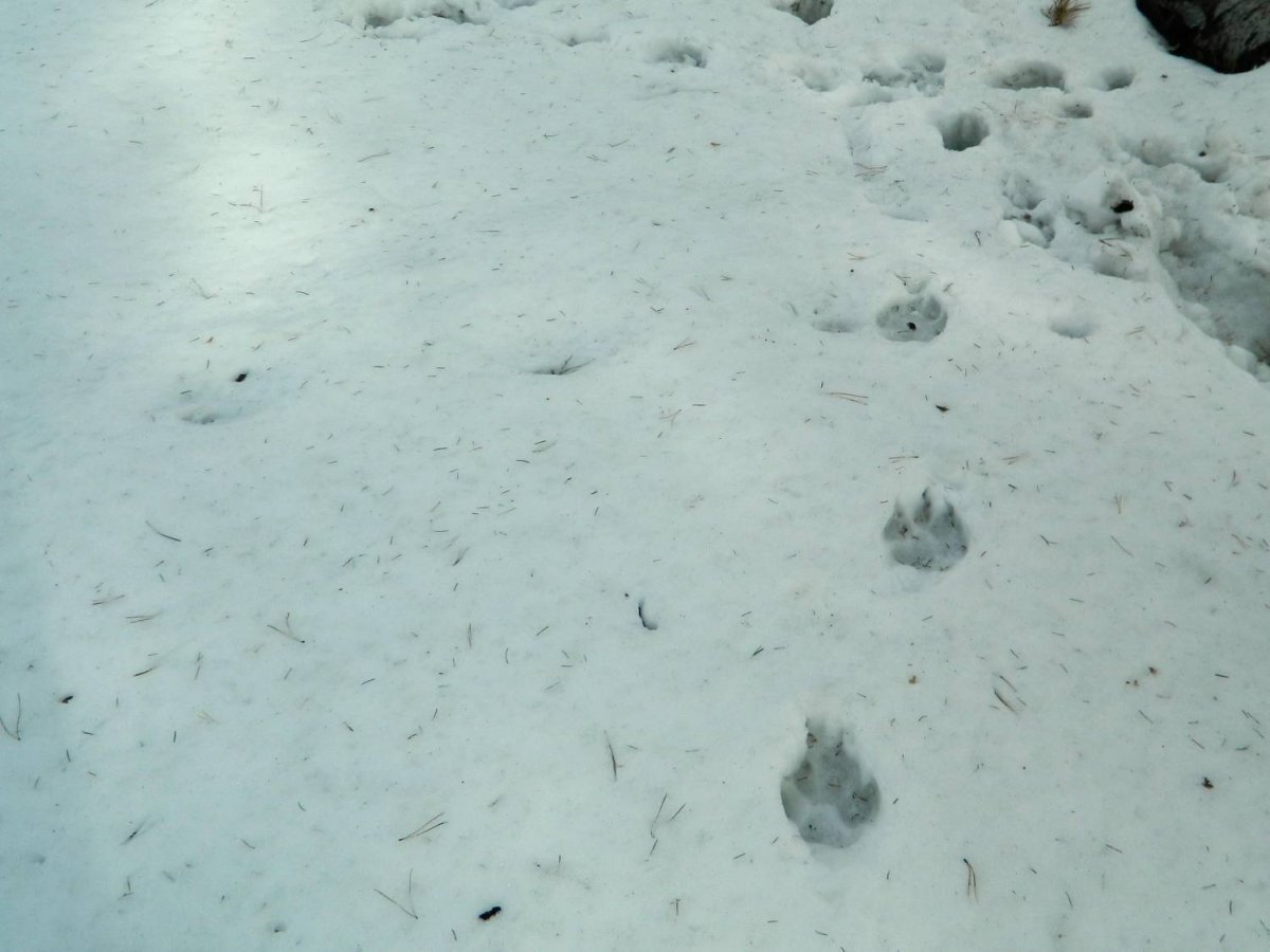Следы волка на снегу