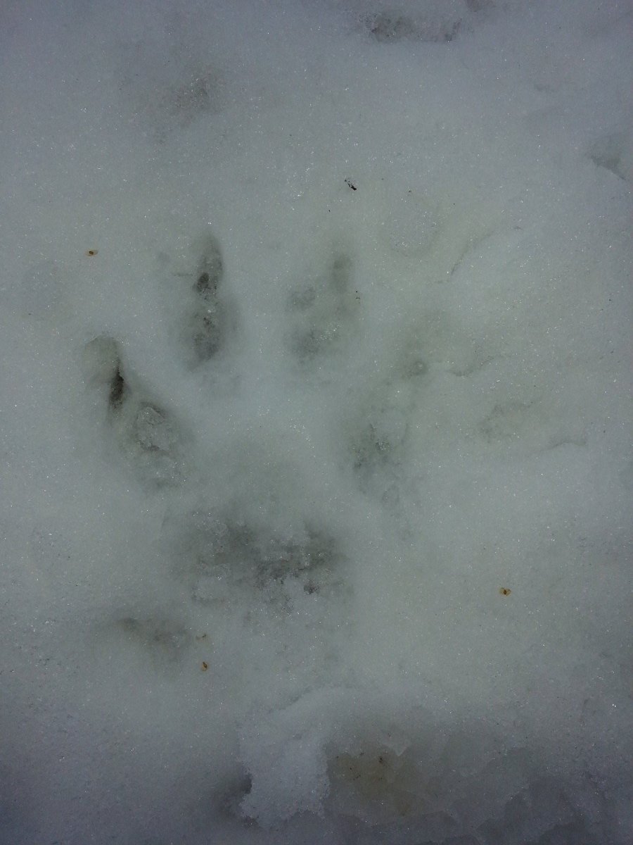 Следы волка на снегу