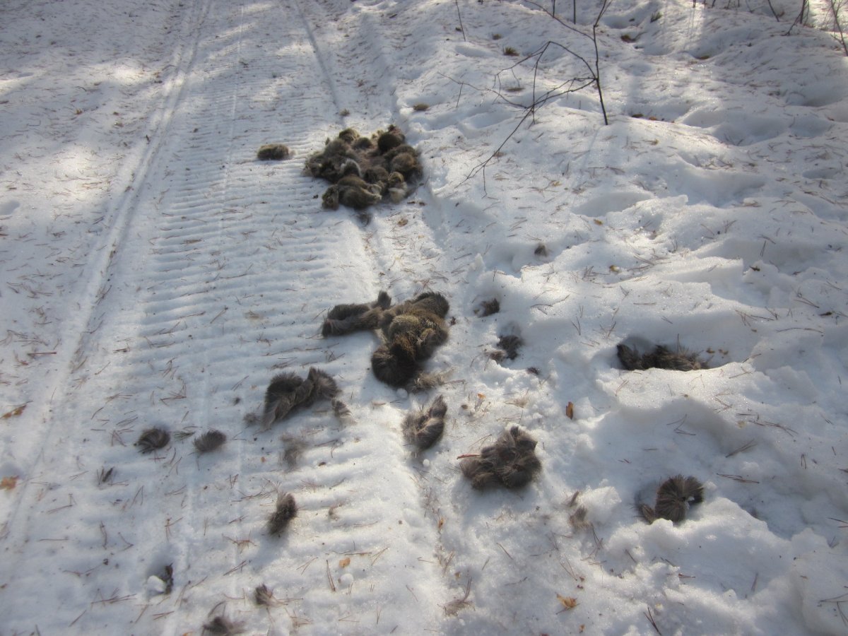 Волчьи следы зимой