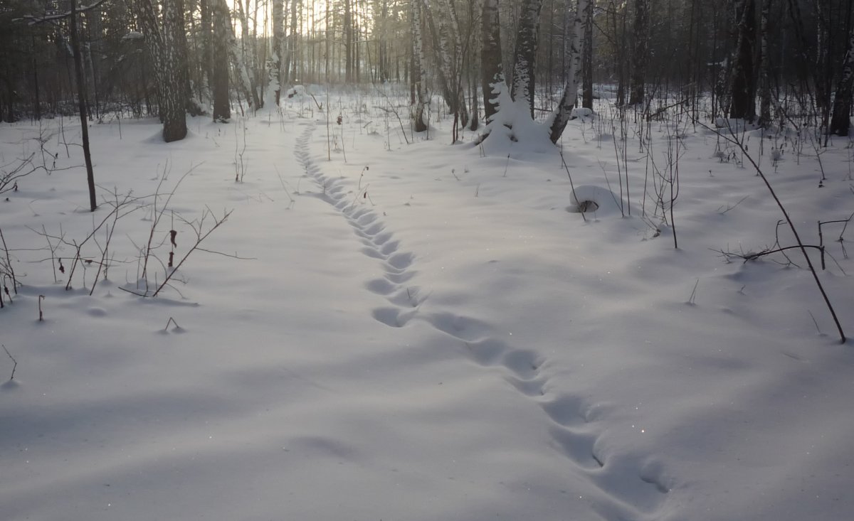 Следы волка на снегу