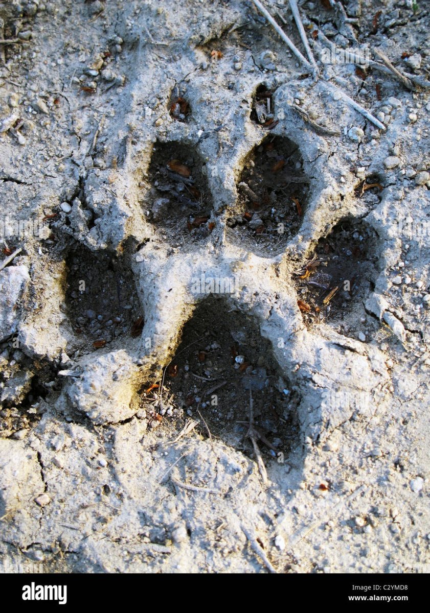 Волчий след