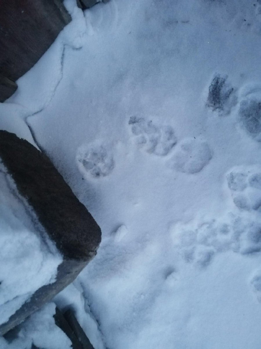 Неизвестные следы