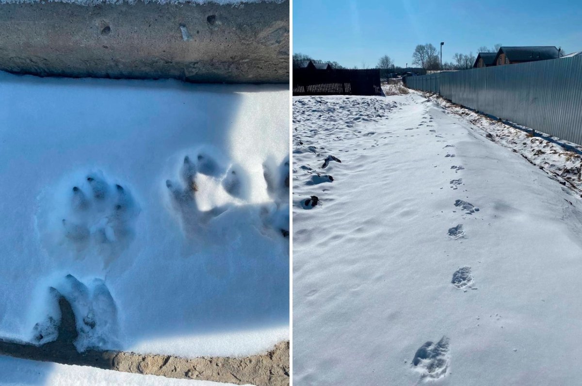 Следы тигра на снегу