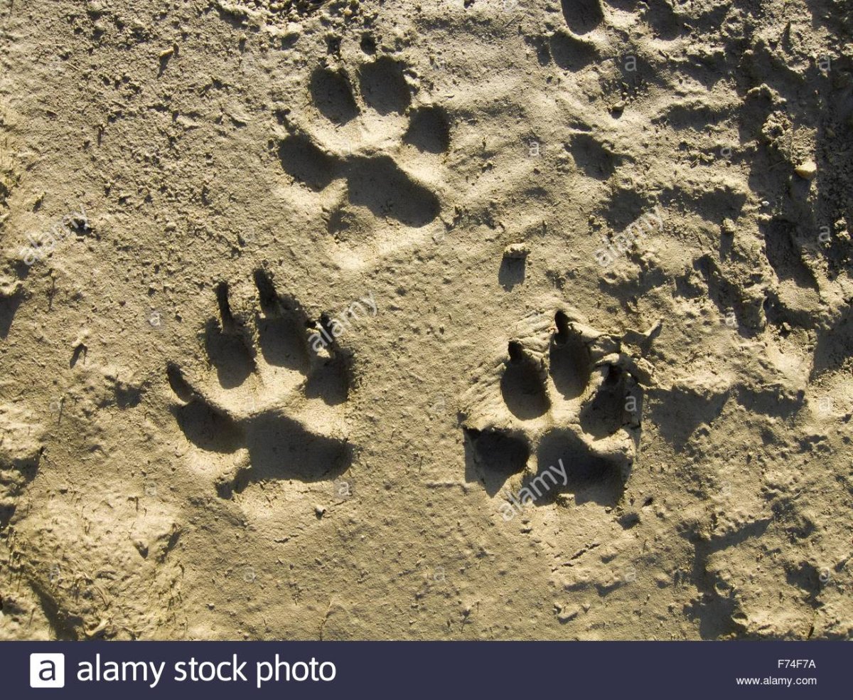 Отпечаток лапы волка на грязи