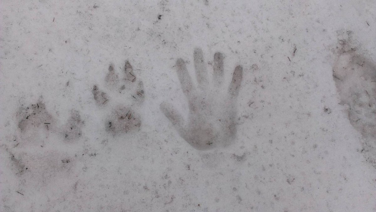 Лапы волка на снегу