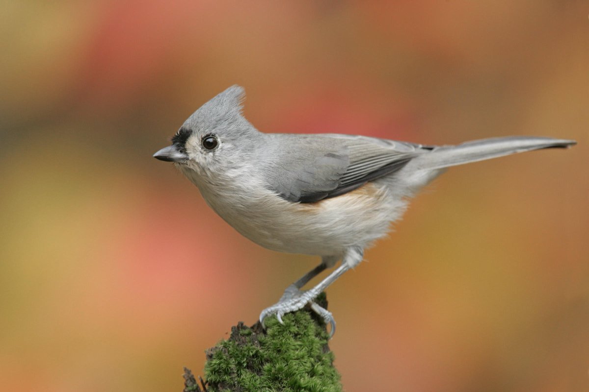 Tufted Titmouse птица