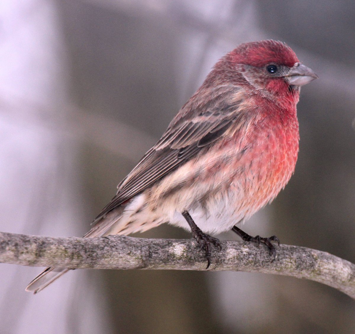 Carpodacus mexicanus