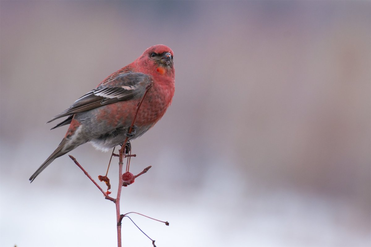 Розовый танагровый певун / Cardellina versicolor
