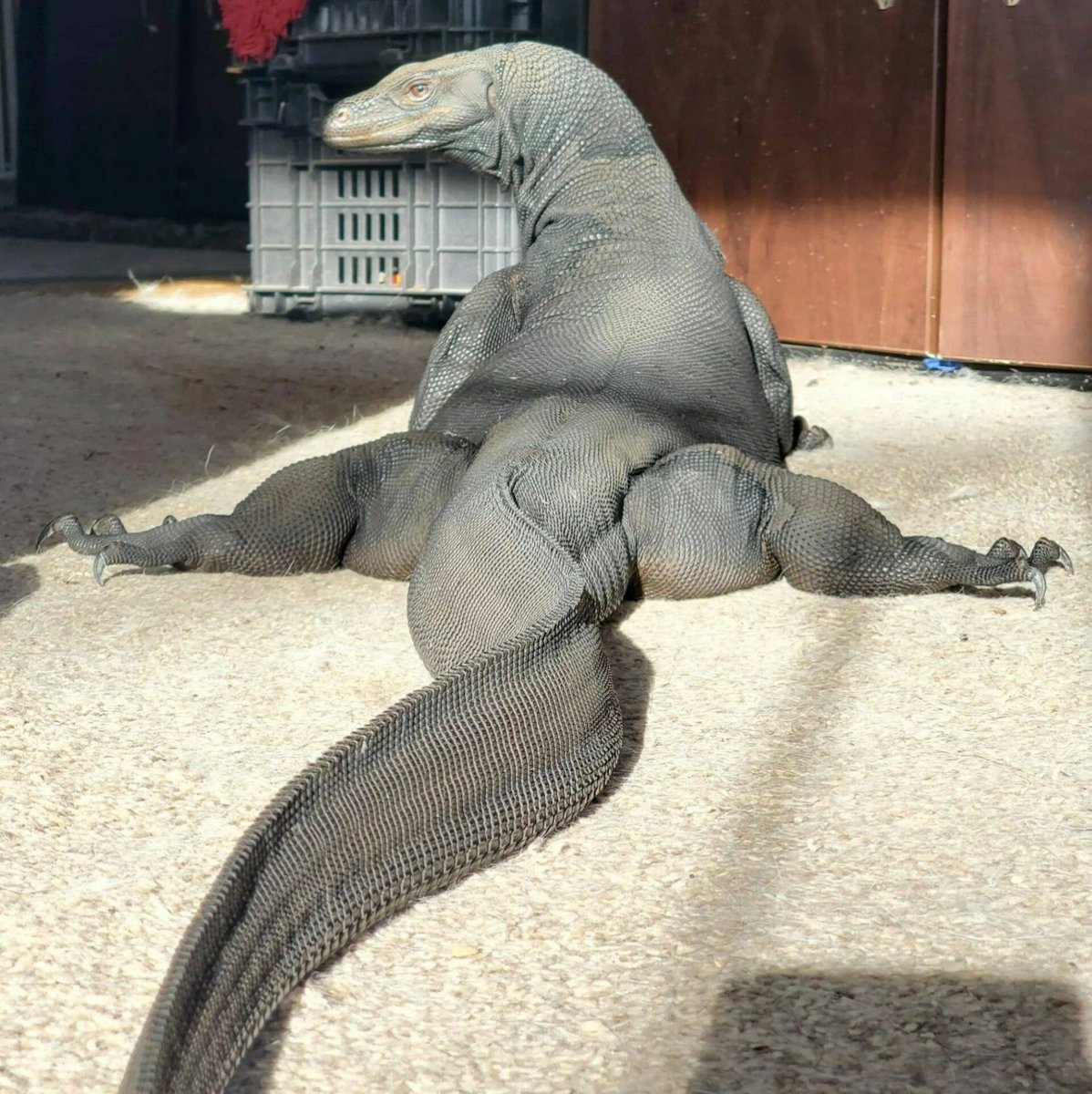 Комодский дракон