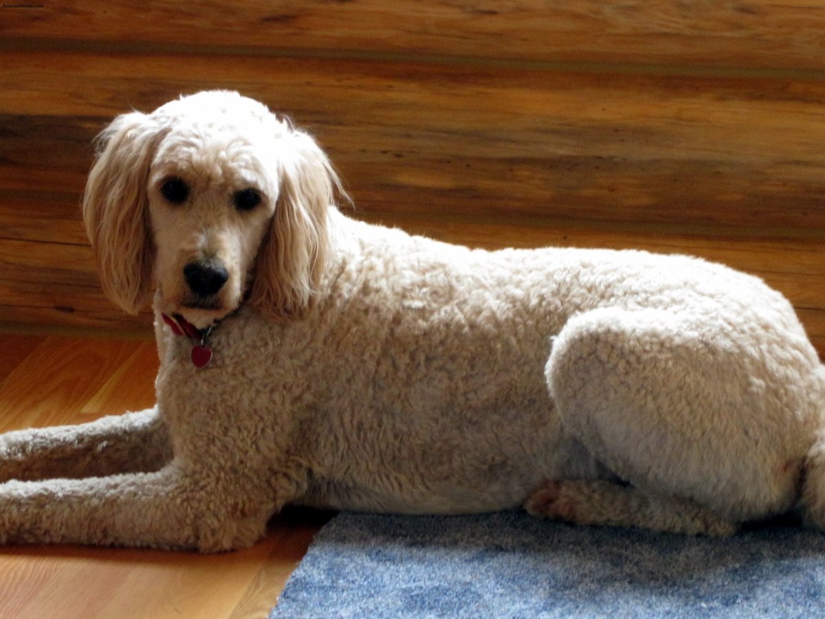 Goldendoodle порода
