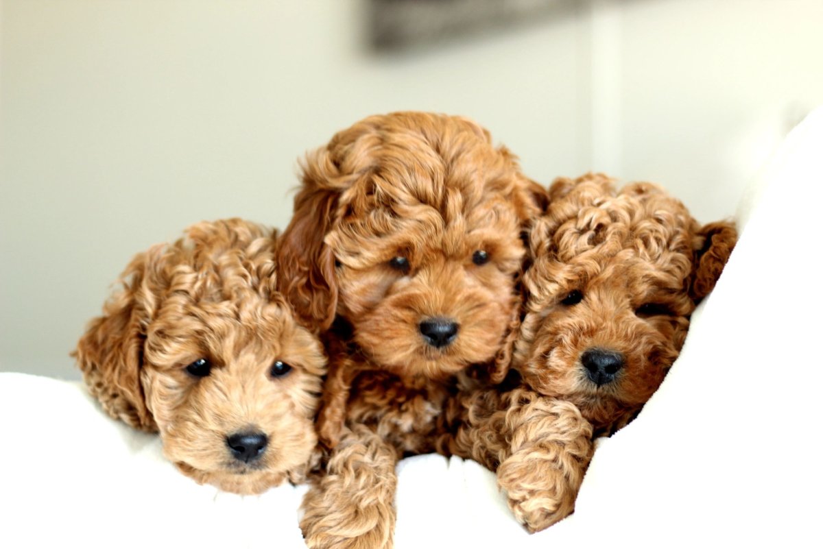 Goldendoodle порода