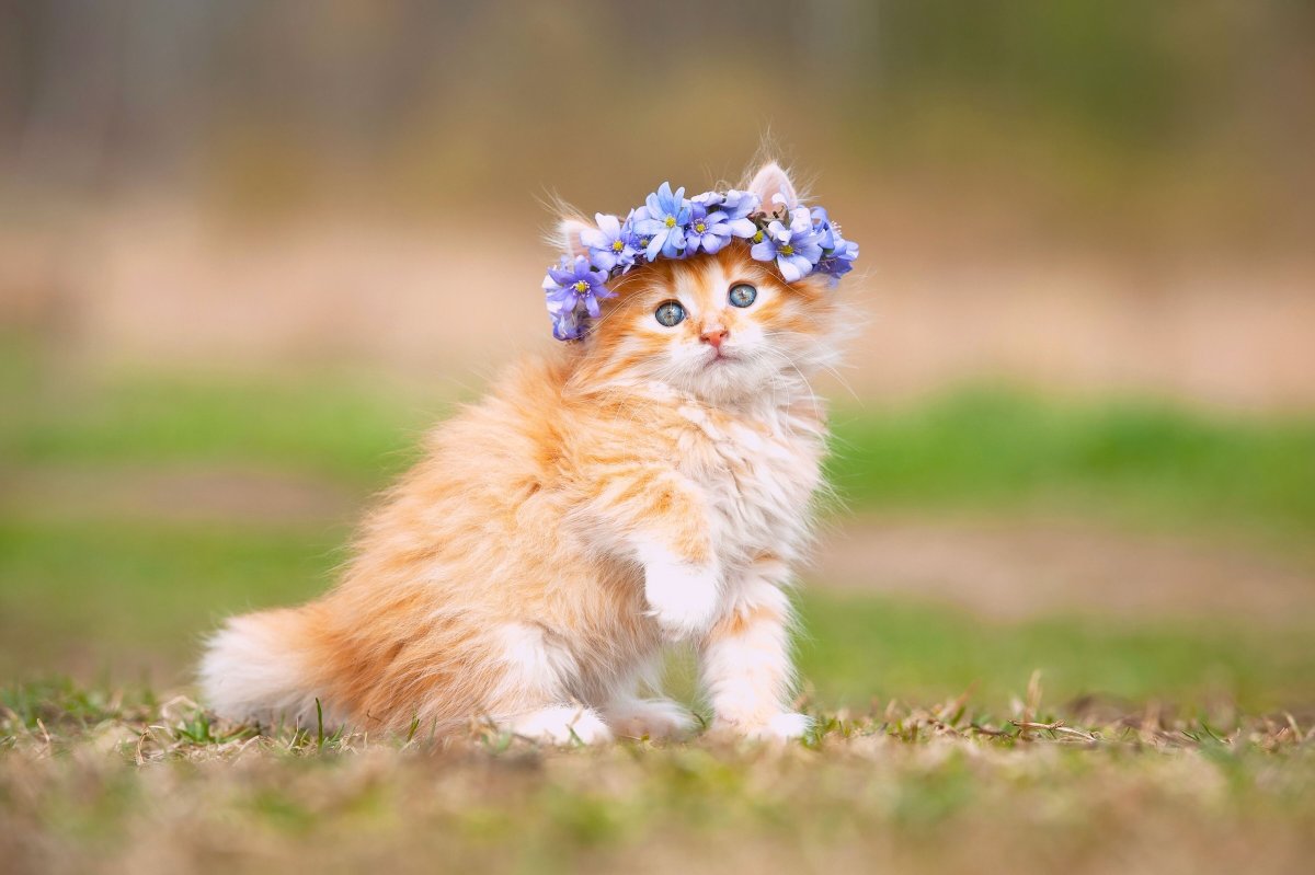 Милые кошечки