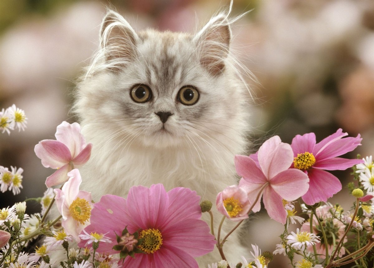 Котик с цветочком