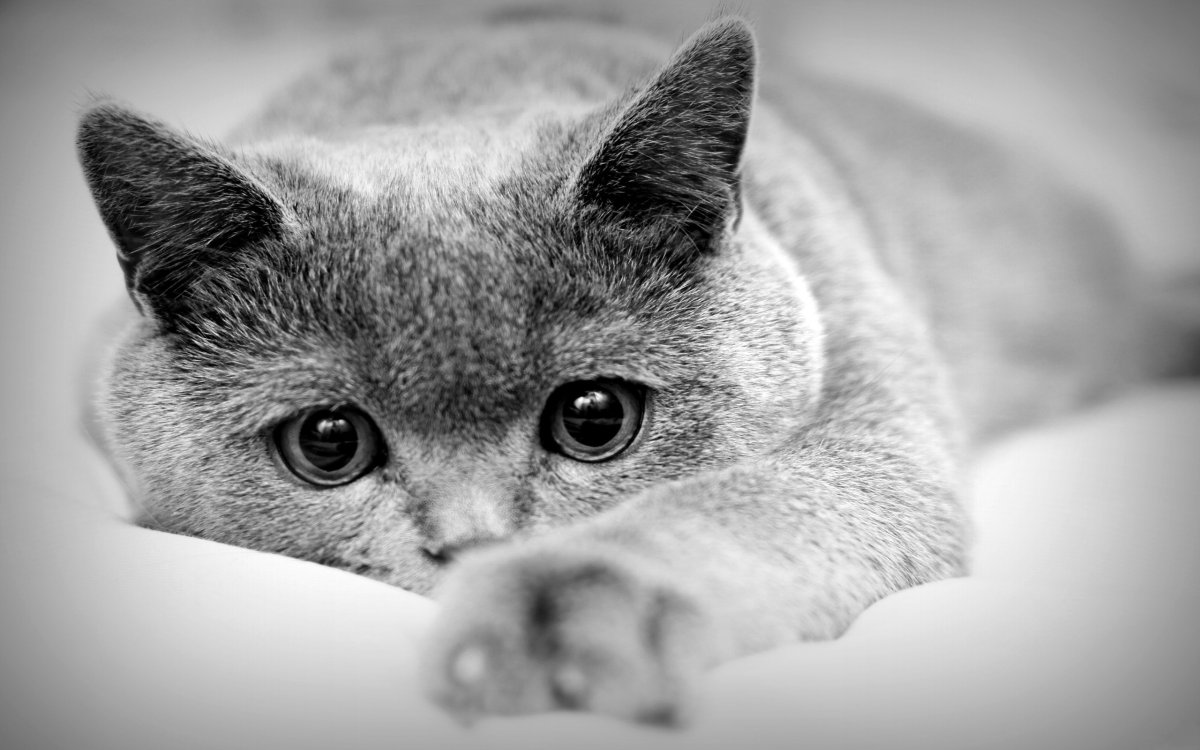 Обои с котиками