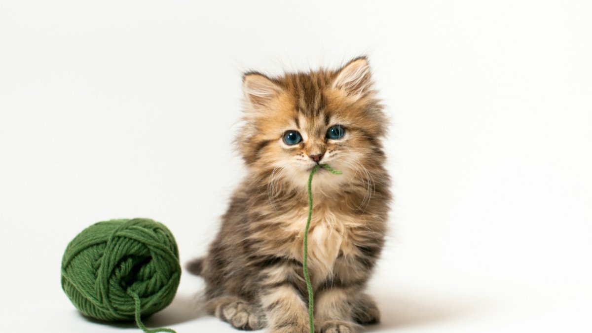 Котята милашки