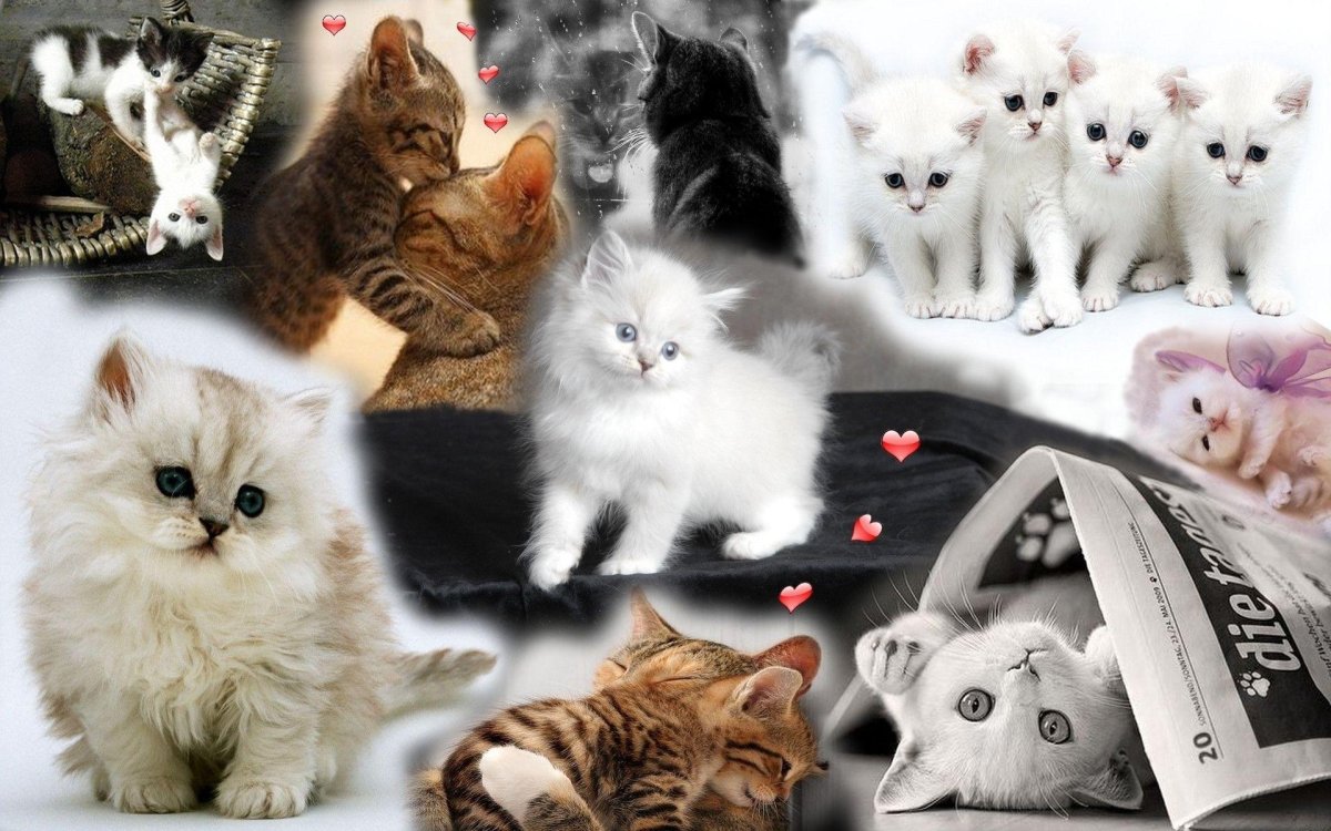 Котики разных пород