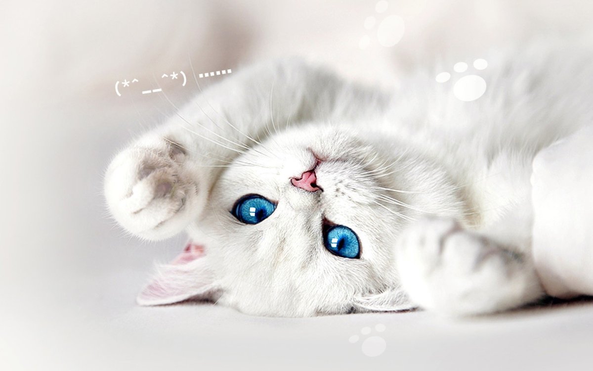 Котенок сгодубыми глазами