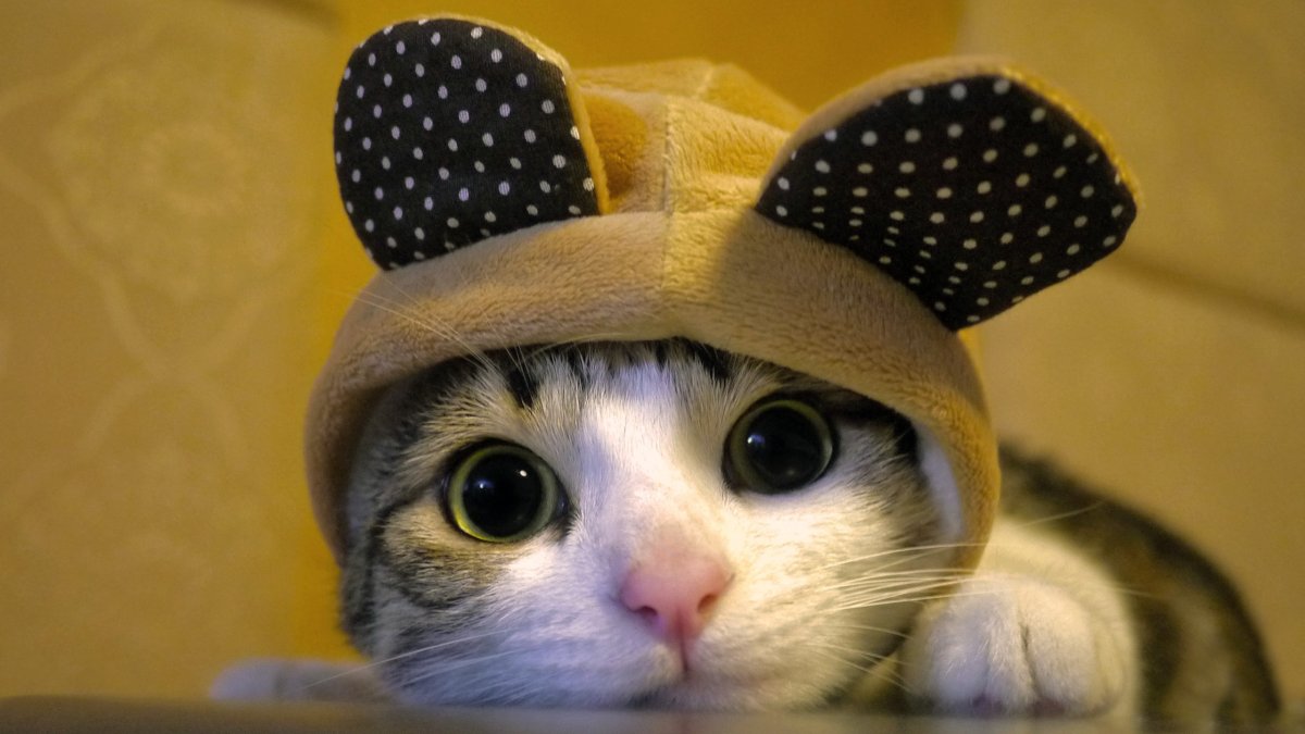Шапочка котика