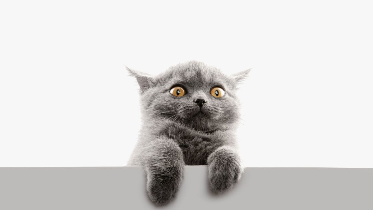 Кошка на белом фоне