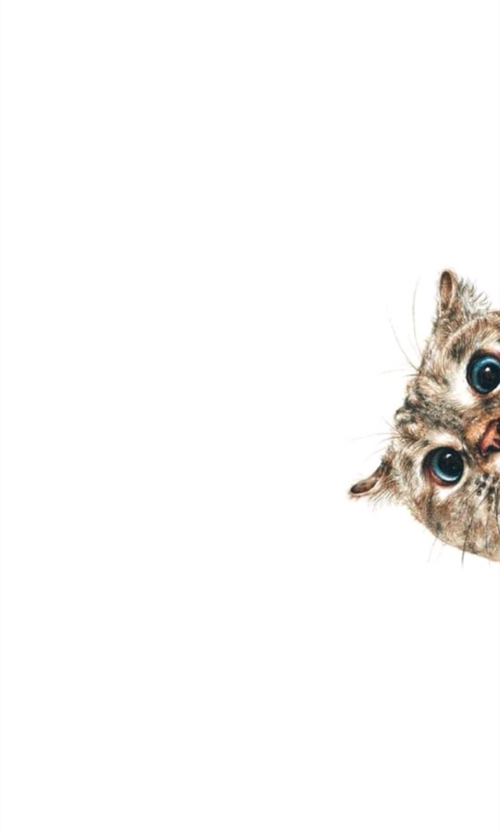 Котенок выглядывает