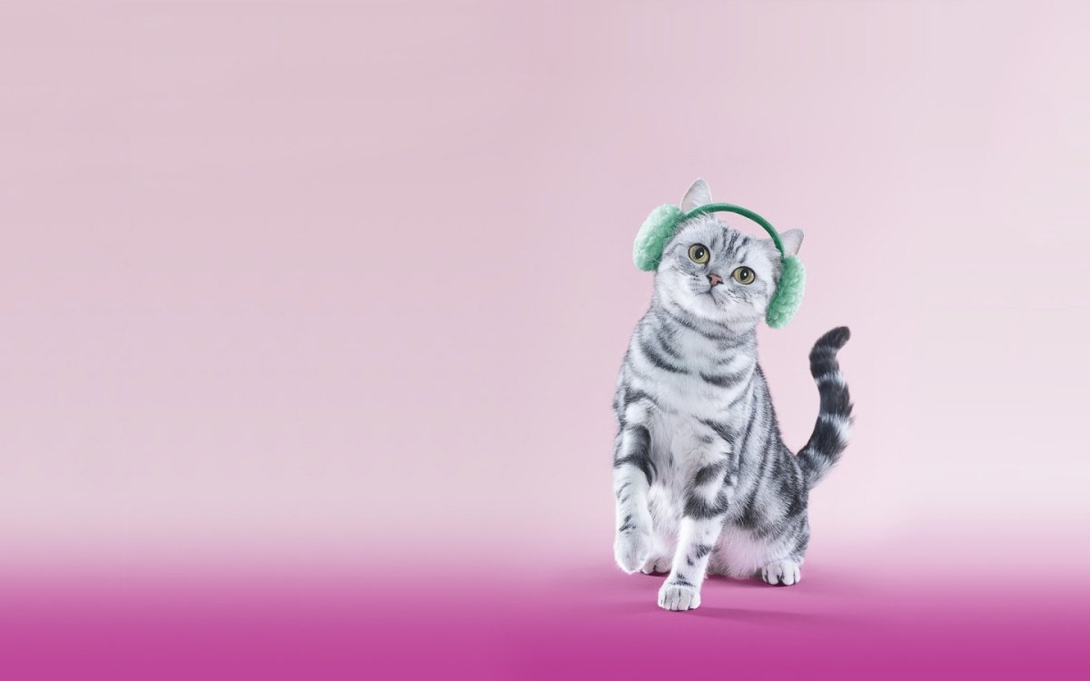 Обои с котятами