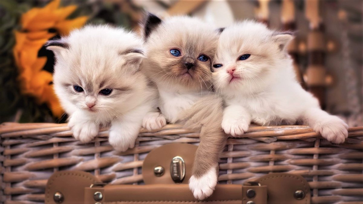 Котята на рабочий стол
