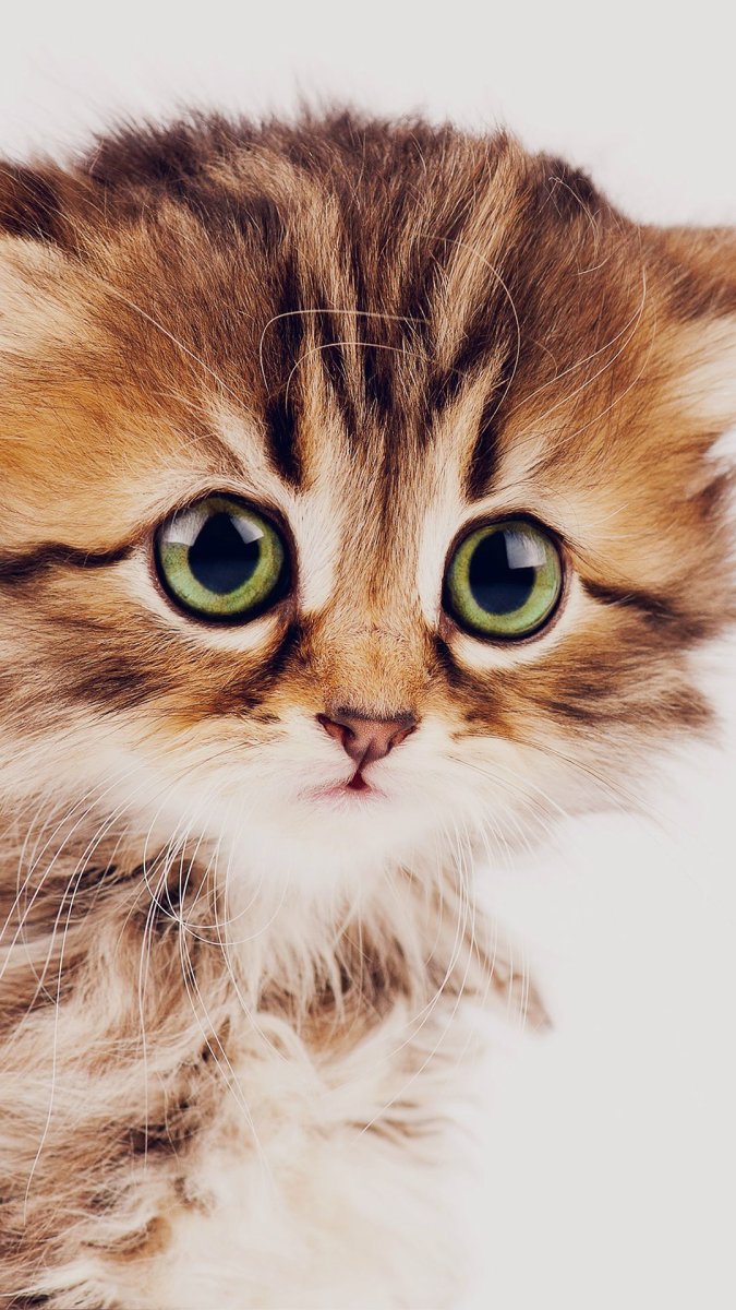 Красивые котики