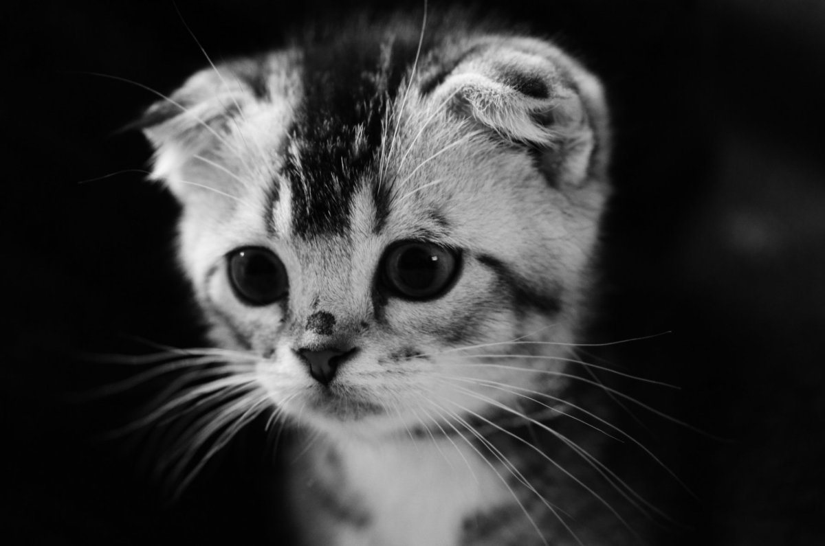 Котенок черно-белый
