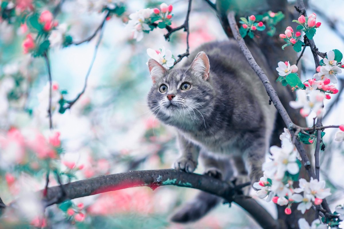 Весенние котята