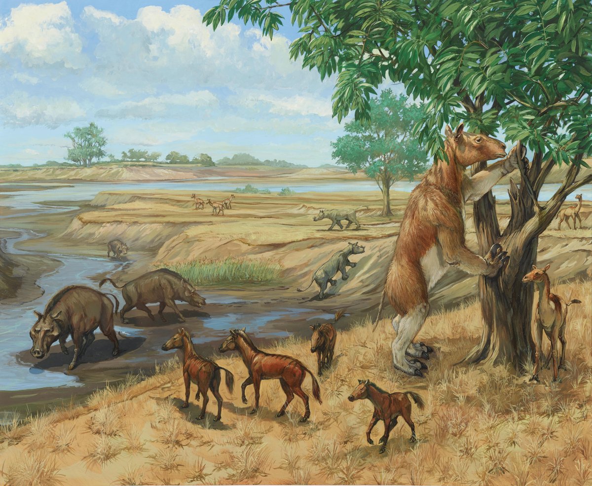 Кайнозойская Эра. Миоцен