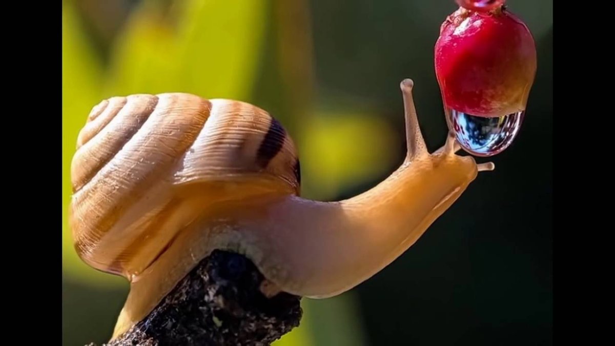 Вячеслав Мищенко Макросъемка улитки