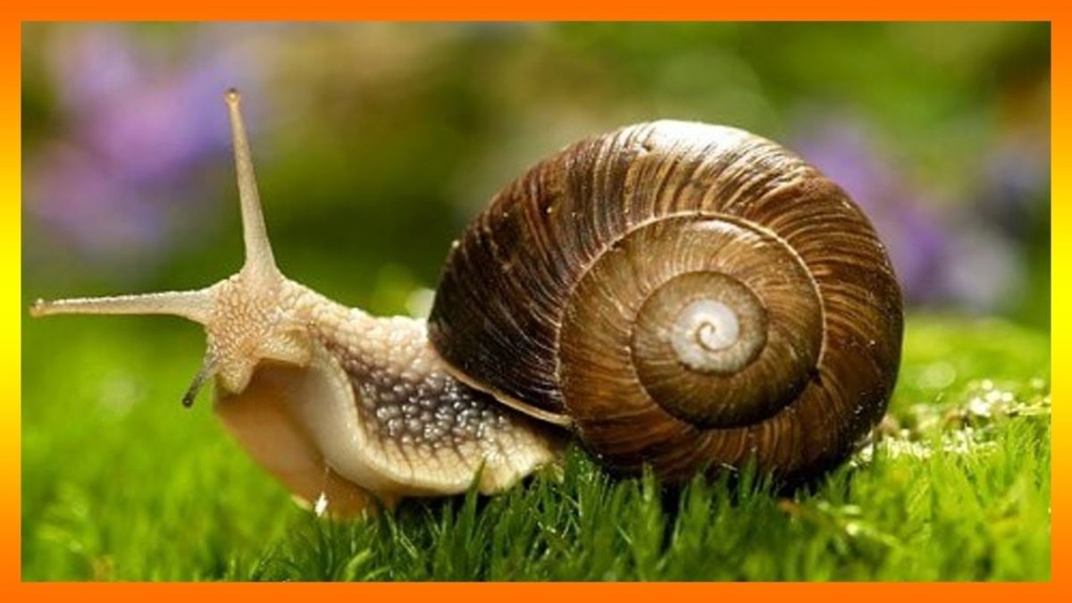 Улитка Садовая обыкновенная