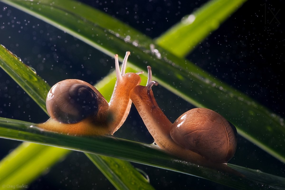 Милые улитки