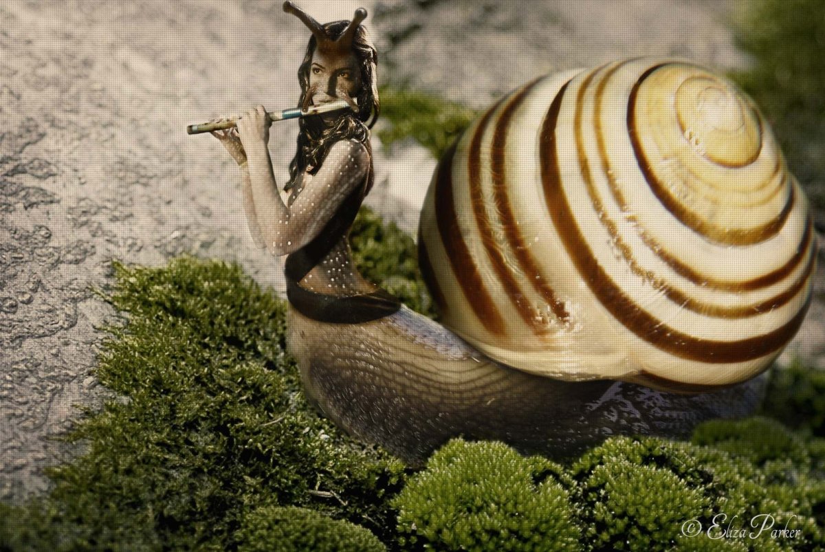 Powelliphanta улитка