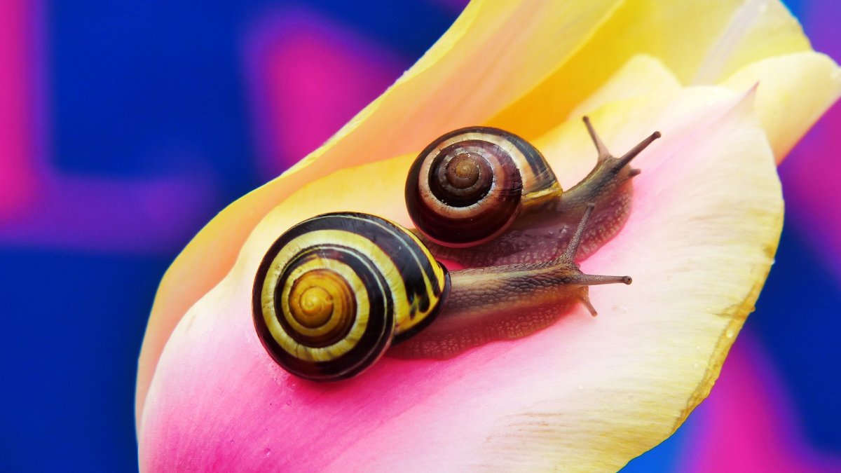 Улитка Макросъемка