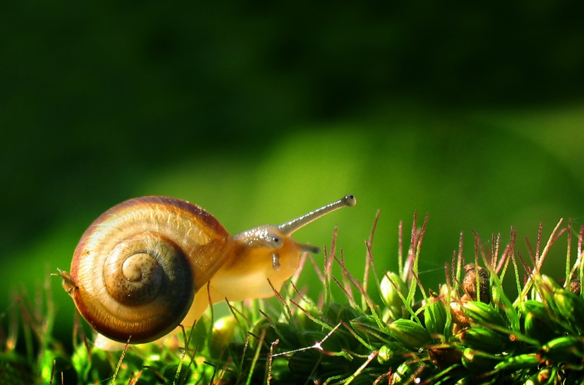 Улитка биомфолария