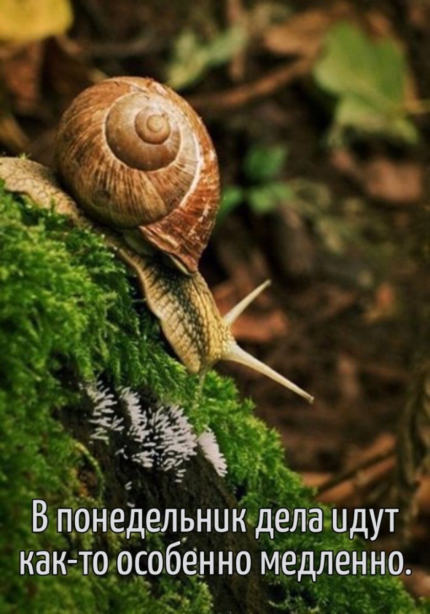 Улитки Лесные большие