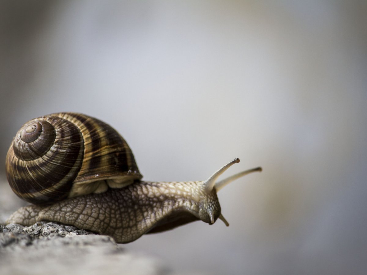 Раковина улитки