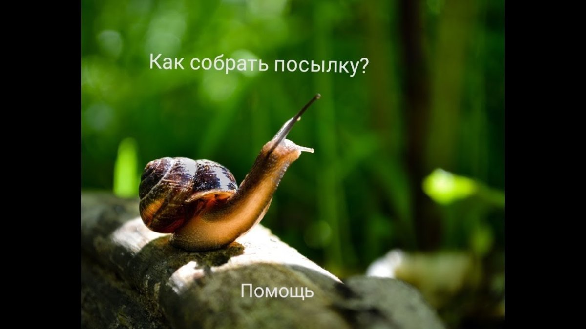 Милая улитка