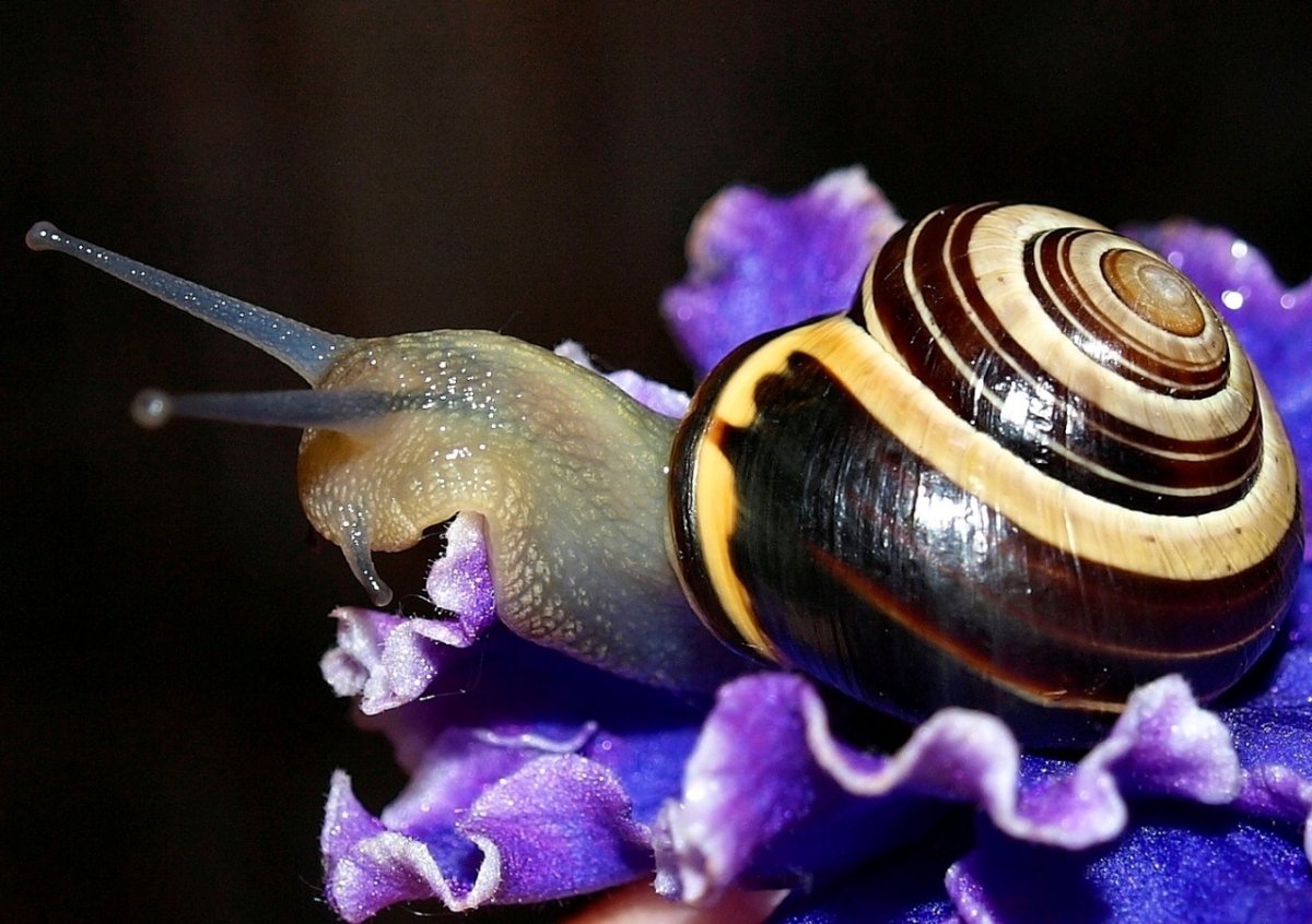 Много улиток