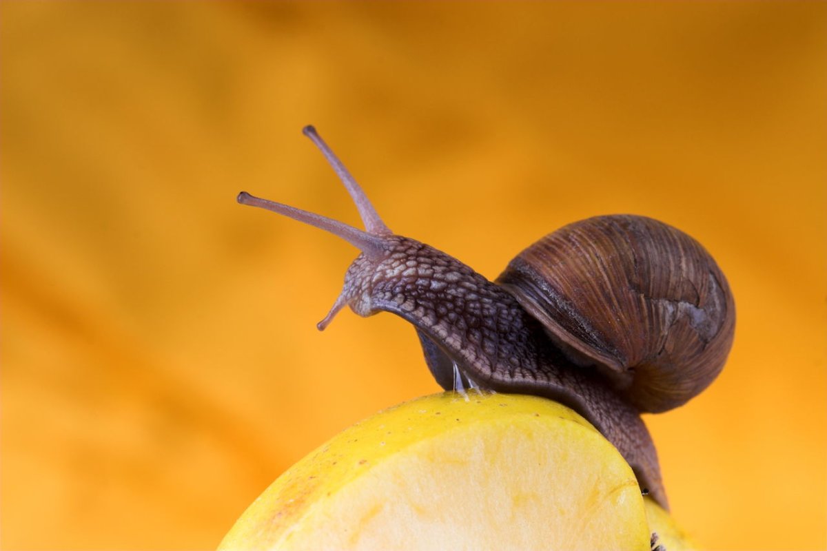 День проснувшихся улиток