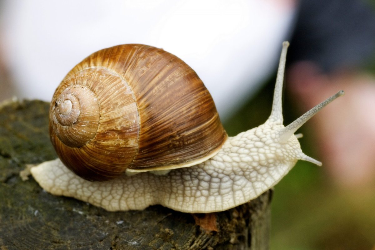 Древесные улитки Оаху